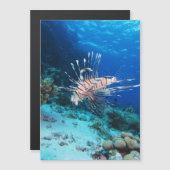 Loinfish is Saltwater Ocean Wildlife Reef Fish Magnetkarte (Vorne/Hinten)
