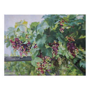 Loire-Tal-Weinberg – Französische Traubenmalerei Poster