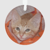 Loki in Orange u. in weißem Ornament (Rückseite)