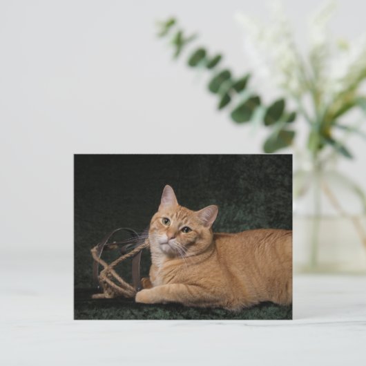 Loki mit Schlitten Postkarte (Stehend Vorderseite)