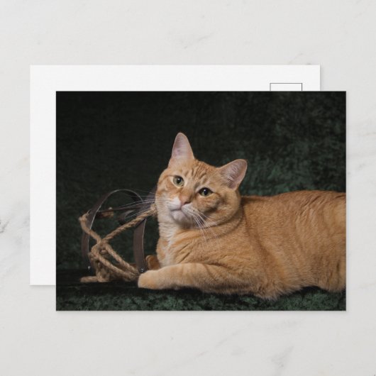 Loki mit Schlitten Postkarte (Vorne/Hinten)