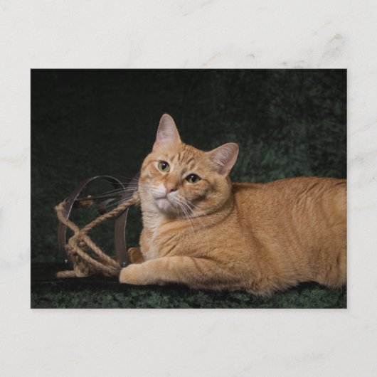 Loki mit Schlitten Postkarte (Vorderseite)