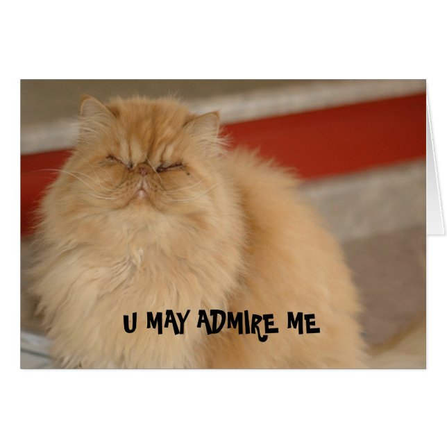 LOL Cat Card (Vorderseite (Horizontal))