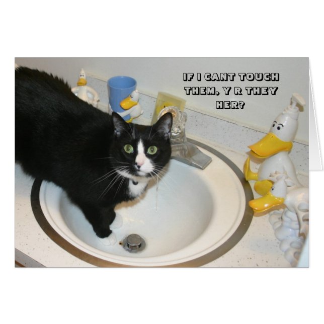 LOL Cat Card (Vorderseite (Horizontal))