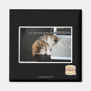 Lol Katzen mit USB Magnet