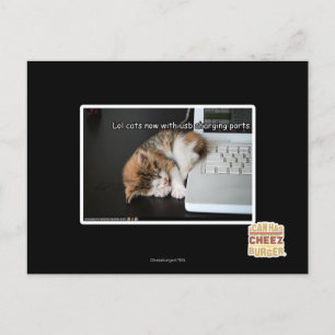 Lol Katzen mit USB Postkarte