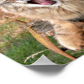 LOL Maine Coon Poster (Ecke)