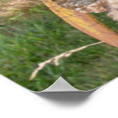 LOL Maine Coon Poster (Ecke)