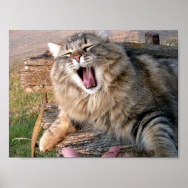 LOL Maine Coon Poster