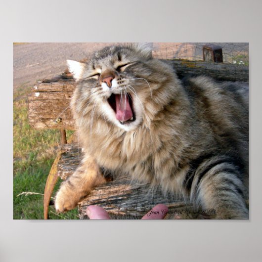 LOL Maine Coon Poster (Vorne)