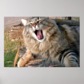 LOL Maine Coon Poster (Vorne)