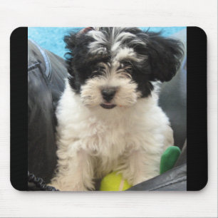 Lola ein geretteter Havanese Welpe Mousepad