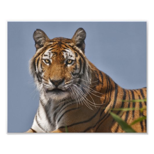 Lola Print Fotodruck (Vorne)