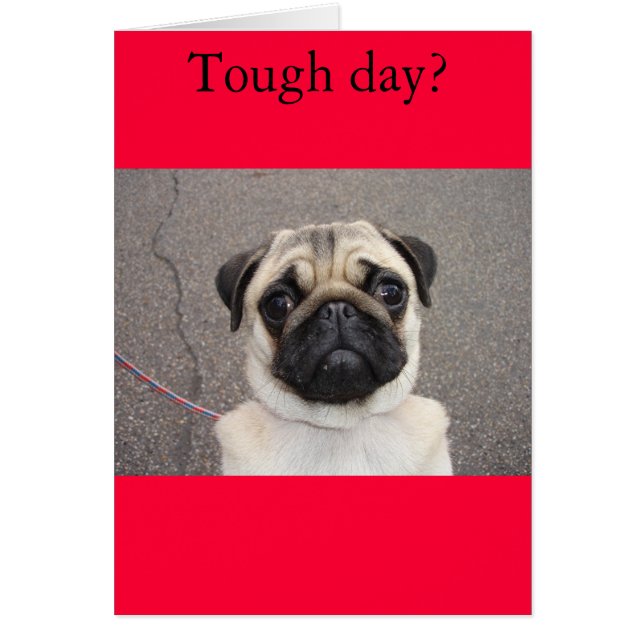 Lola spürt Schmerzen (Vorne)