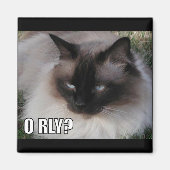 LOLCat 4 Magnet (Vorne)