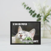 LOLCat Sassy Postcard Postkarte (Stehend Vorderseite)