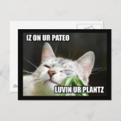 LOLCat Sassy Postcard Postkarte (Vorne/Hinten)