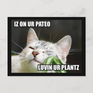 LOLCat Sassy Postcard Postkarte