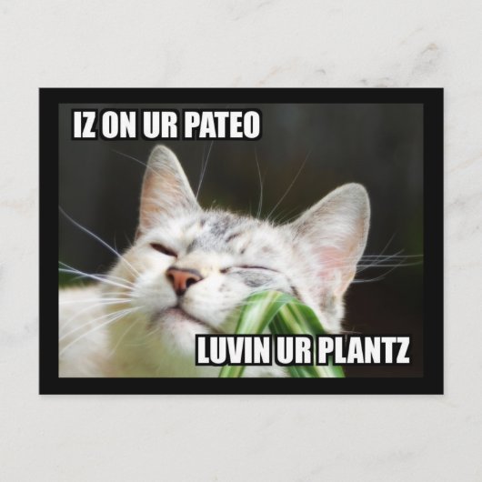 LOLCat Sassy Postcard Postkarte (Vorderseite)