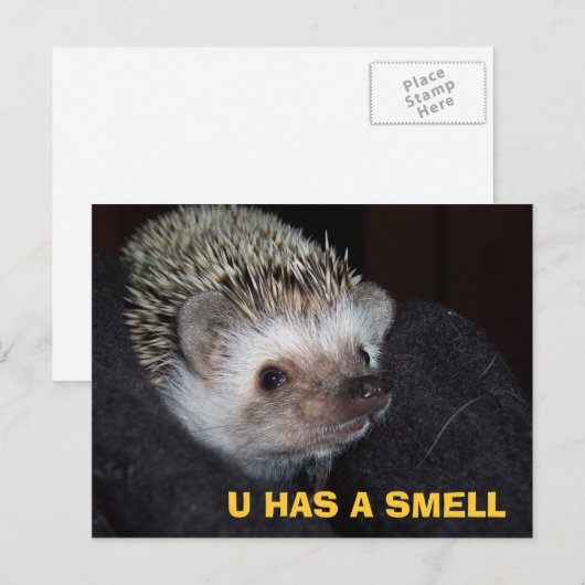 LOLHog PostCard Postkarte (Vorne/Hinten)