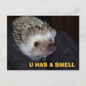 LOLHog PostCard Postkarte (Vorderseite)