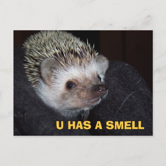 LOLHog PostCard Postkarte (Vorderseite)