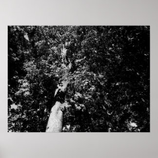 London Flugzeug Tree - B&W Poster