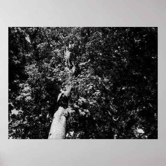London Flugzeug Tree - B&W Poster (Vorne)