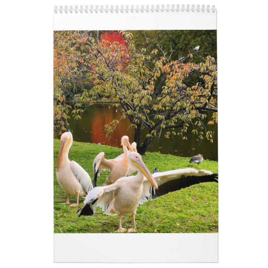 London-Pelikanen im St James's Park Kalender (Titelbild)