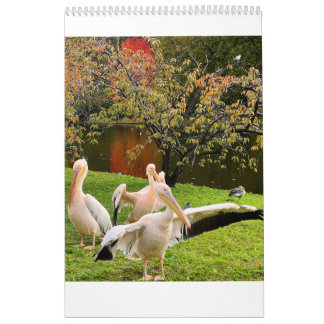 London-Pelikanen im St James's Park Kalender