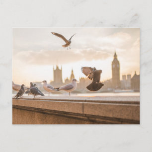 London Seagulls Postkarte