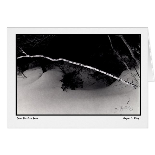 Lone Birch im Schnee (Vorderseite (Horizontal))