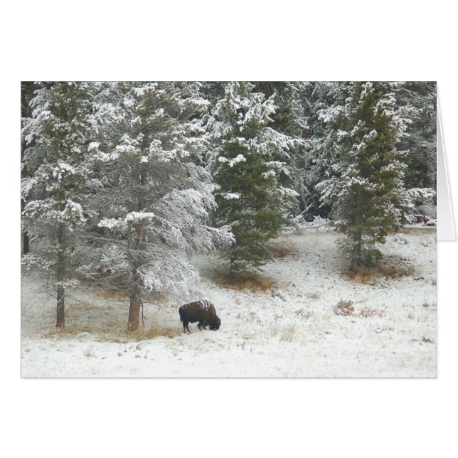 Lone Buffalo in Yellowstone (Vorderseite (Horizontal))