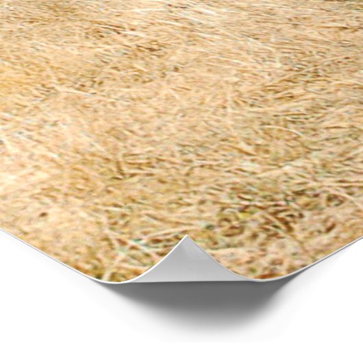 Lone Buffalo Poster (Ecke)