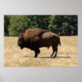 Lone Buffalo Poster (Vorne)