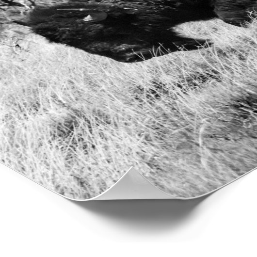 Lone Buffalo Poster (Ecke)
