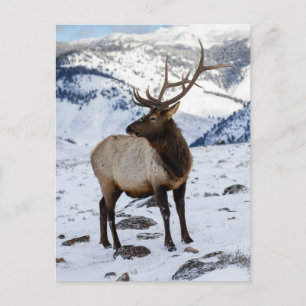 Lone Bull Elk in Snow   Yellowstone National Park Postkarte