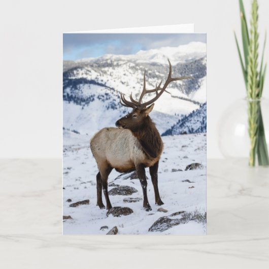 Lone Bull Elk in Snow | Yellowstone-Nationalpark Karte (Vorderseite)
