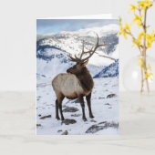 Lone Bull Elk in Snow | Yellowstone-Nationalpark Karte (Gelbe Blume)