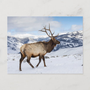 Lone Bull Elk   Yellowstone National Park Postkarte
