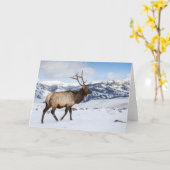 Lone Bull Elk | Yellowstone-Nationalpark Karte (Gelbe Blume)
