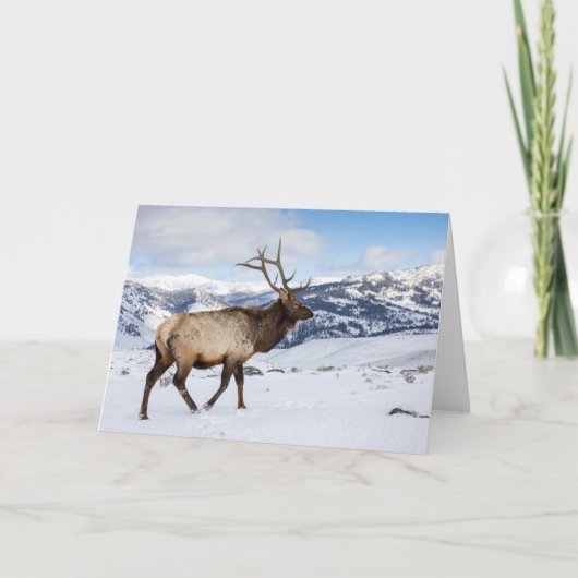 Lone Bull Elk | Yellowstone-Nationalpark Karte (Vorderseite)