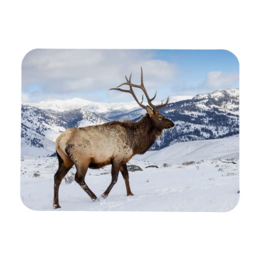 Lone Bull Elk | Yellowstone-Nationalpark Magnet (Horizontal)