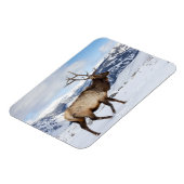 Lone Bull Elk | Yellowstone-Nationalpark Magnet (Linke Seite)