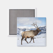 Lone Bull Elk | Yellowstone-Nationalpark Magnet (Vorderseite/Rückseite)