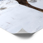 Lone Bull Elk | Yellowstone-Nationalpark Poster (Ecke)