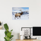 Lone Bull Elk | Yellowstone-Nationalpark Poster (Heimbüro)
