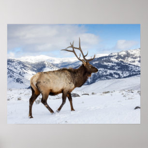 Lone Bull Elk Yellowstone-Nationalpark Poster