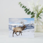 Lone Bull Elk | Yellowstone-Nationalpark Postkarte (Stehend Vorderseite)