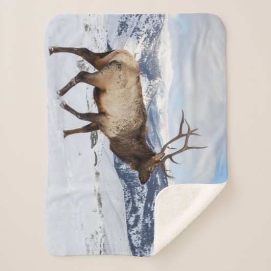 Lone Bull Elk | Yellowstone-Nationalpark Sherpadecke (Vorderseite)